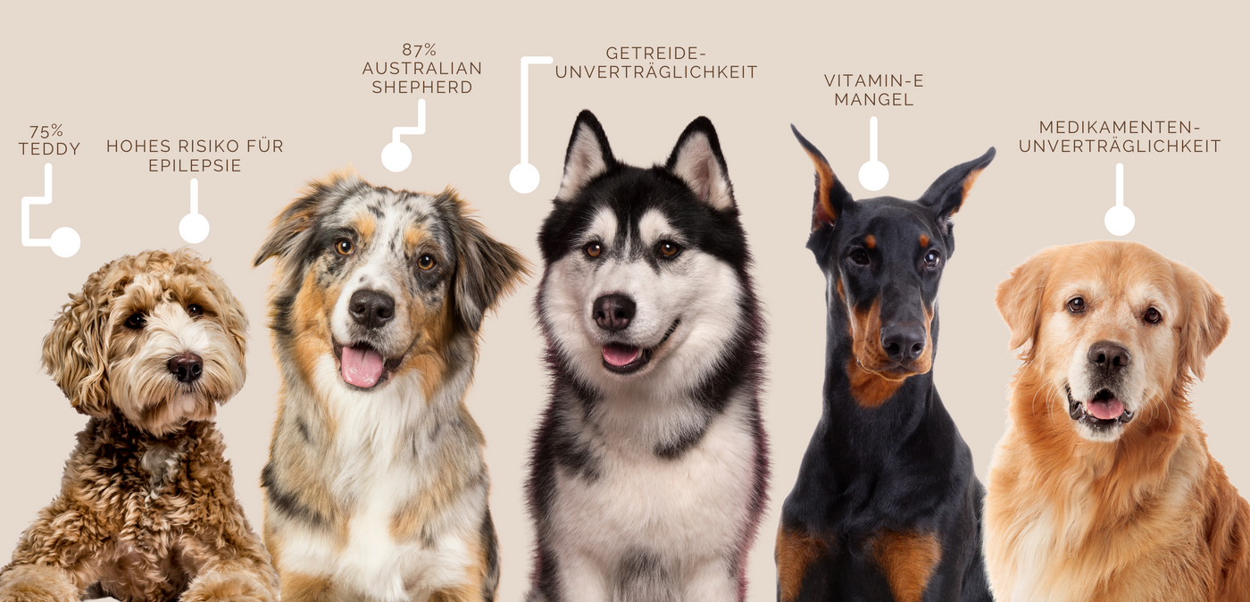Auf dem Bild befinden sich unterschiedliche Hunde die Nährstoffmangel bzw. gewisse Krankheitsrisiken in sich tragen.